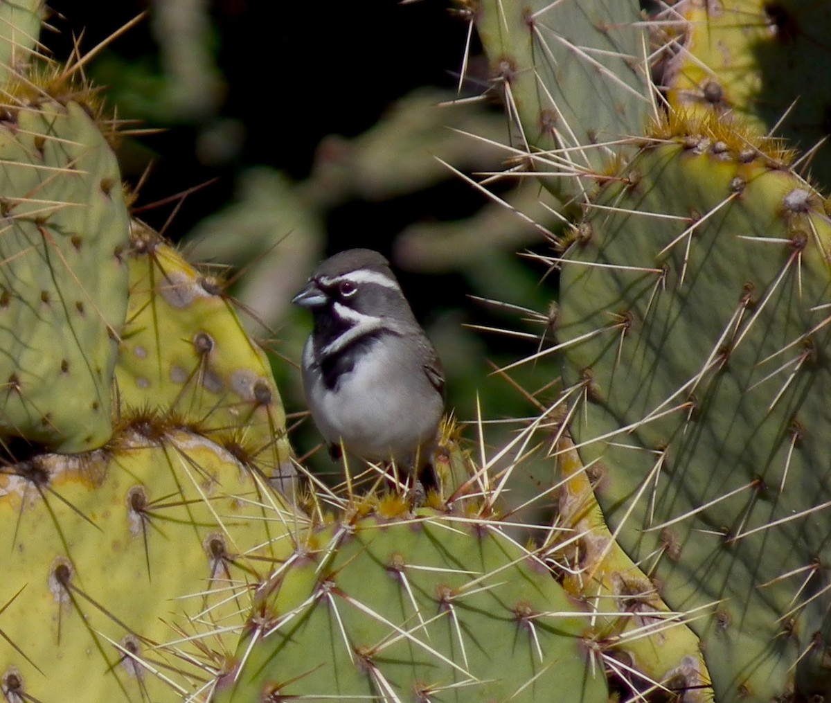 Black-throated Sparrow - Adam C. Stein