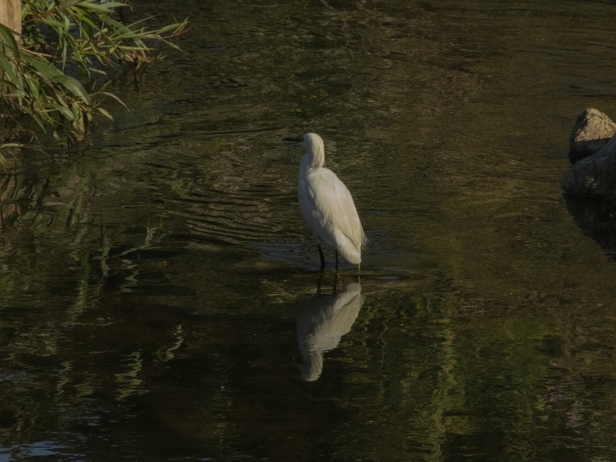 Snowy Egret - ML136280941