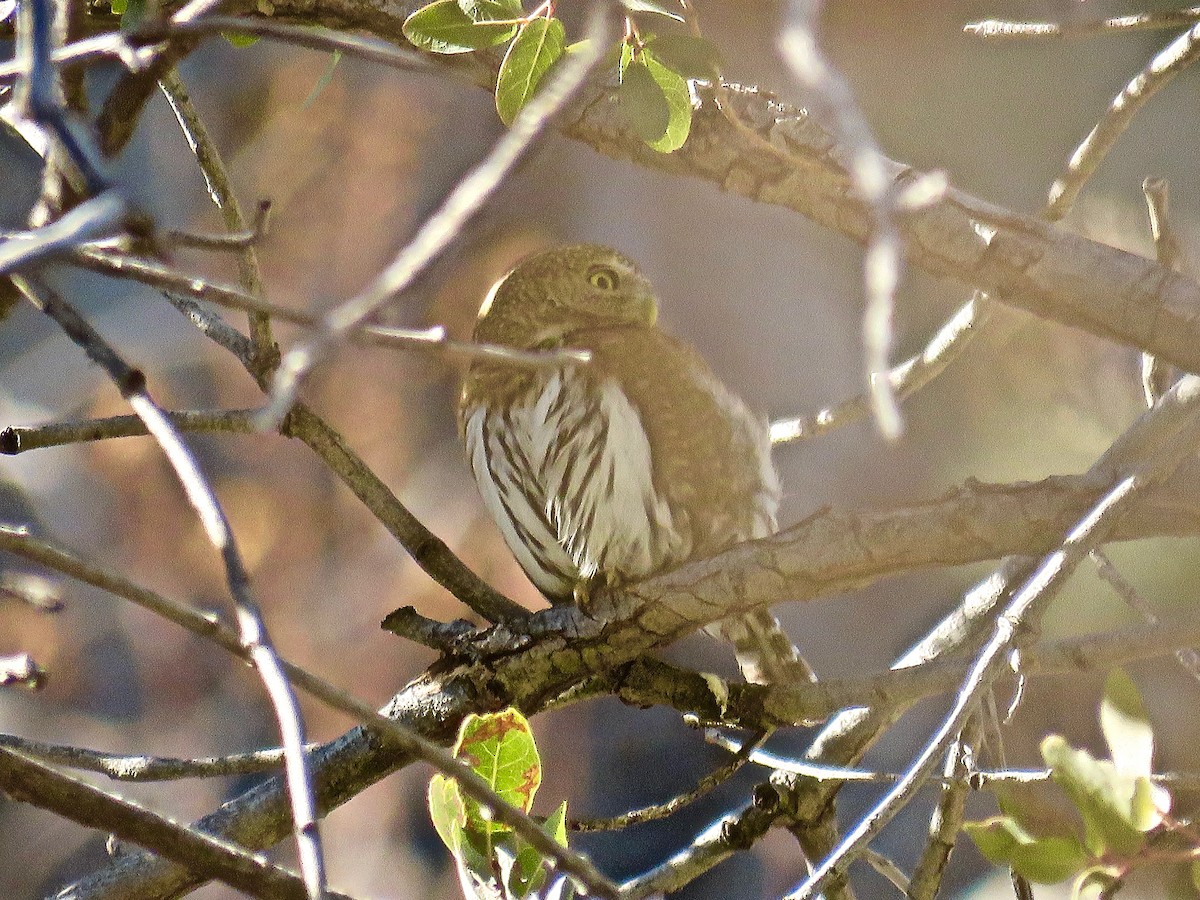 Northern Pygmy-Owl - ML136289591