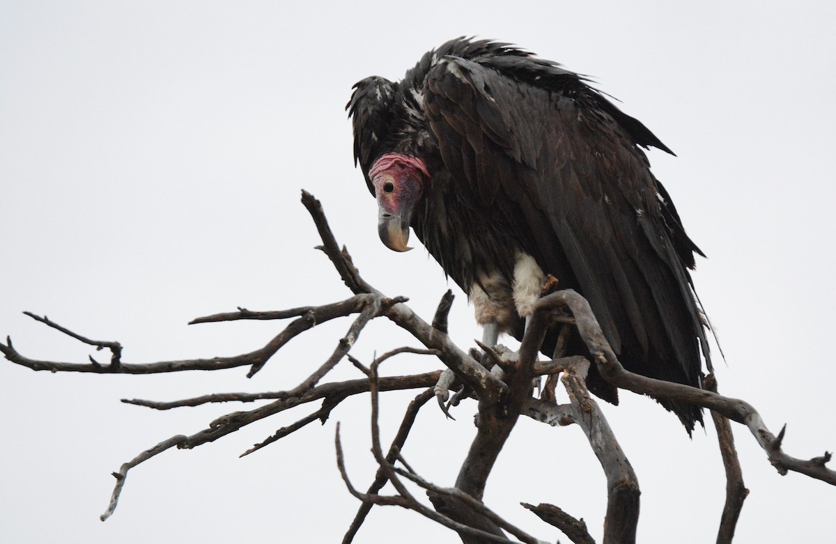 Lappet-faced Vulture - ML136289941