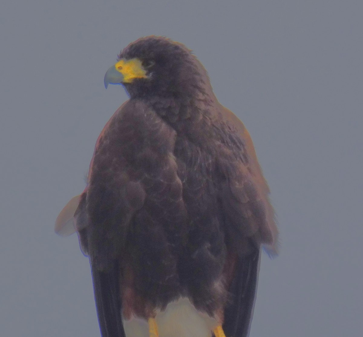 Harris's Hawk - ML136290951