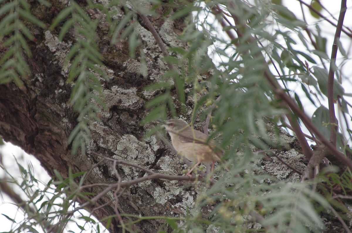 Tawny-flanked Prinia - Joye Zhou