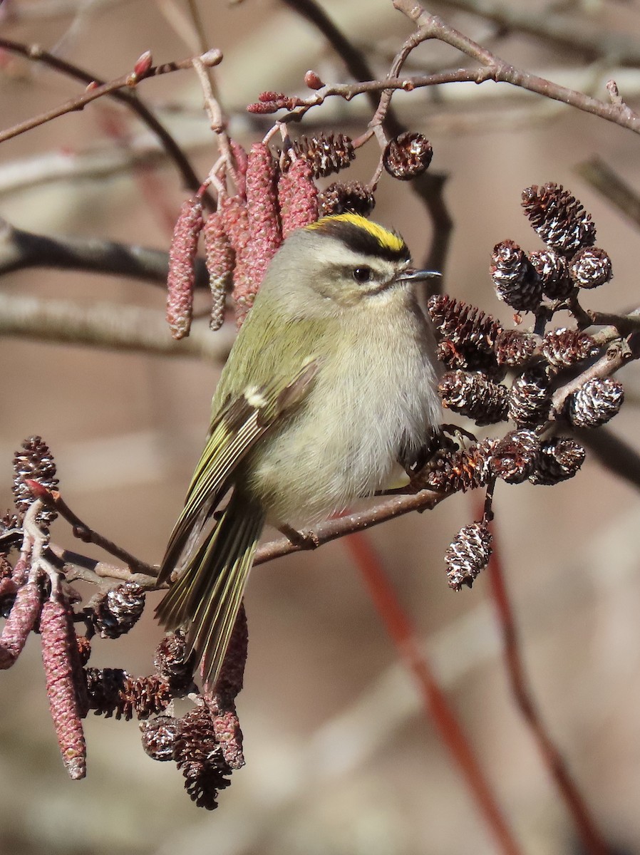 Golden-crowned Kinglet - ML136291391