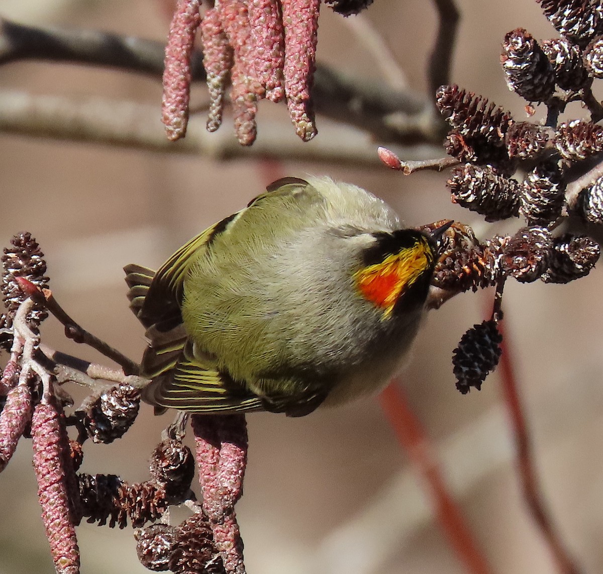 Golden-crowned Kinglet - Lori White