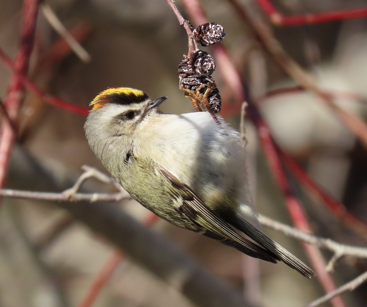 Golden-crowned Kinglet - Lori White