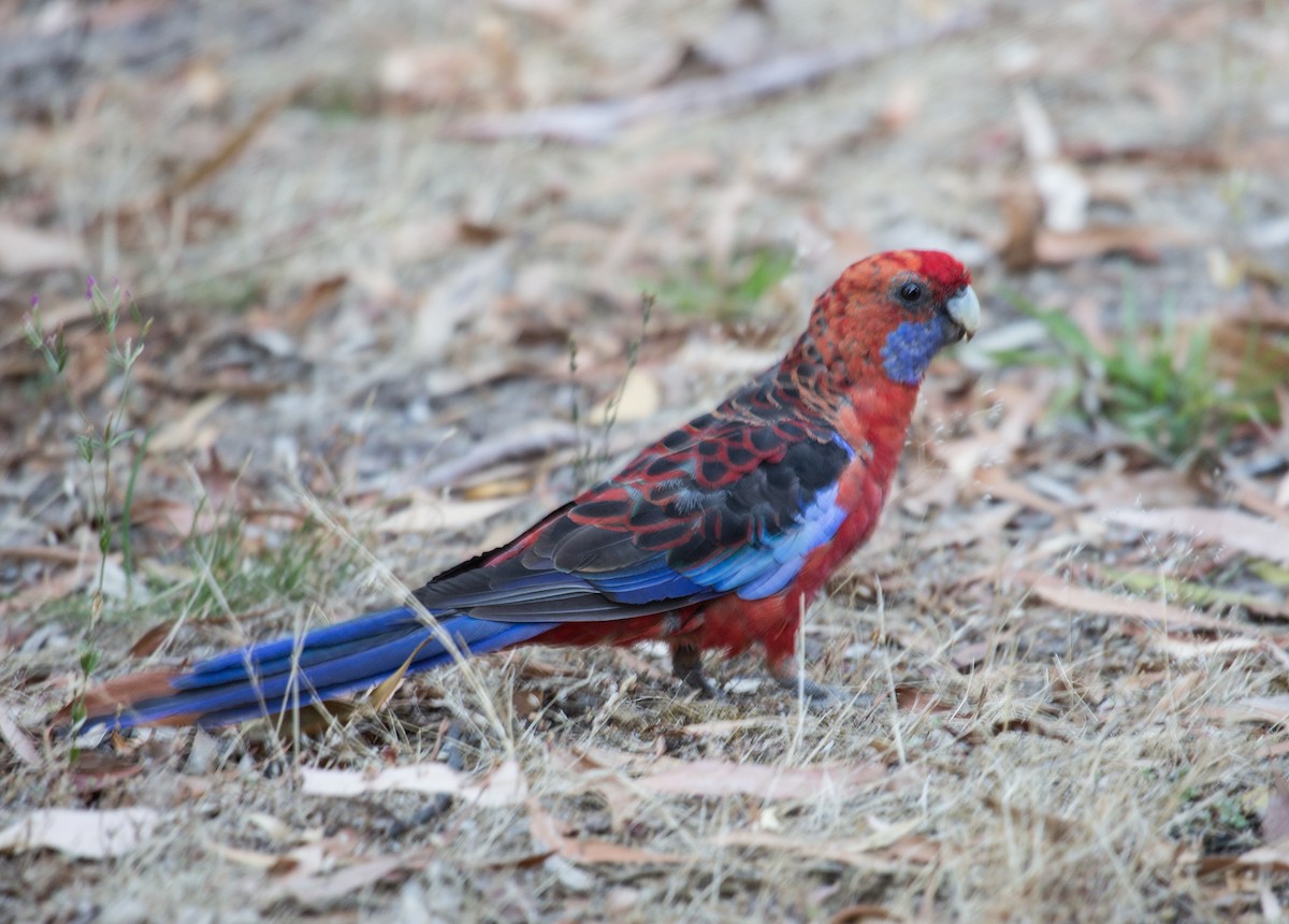 Crimson Rosella - Geoff Dennis