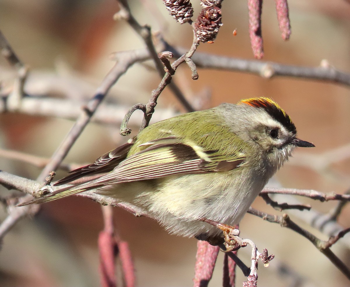 Golden-crowned Kinglet - Lori White