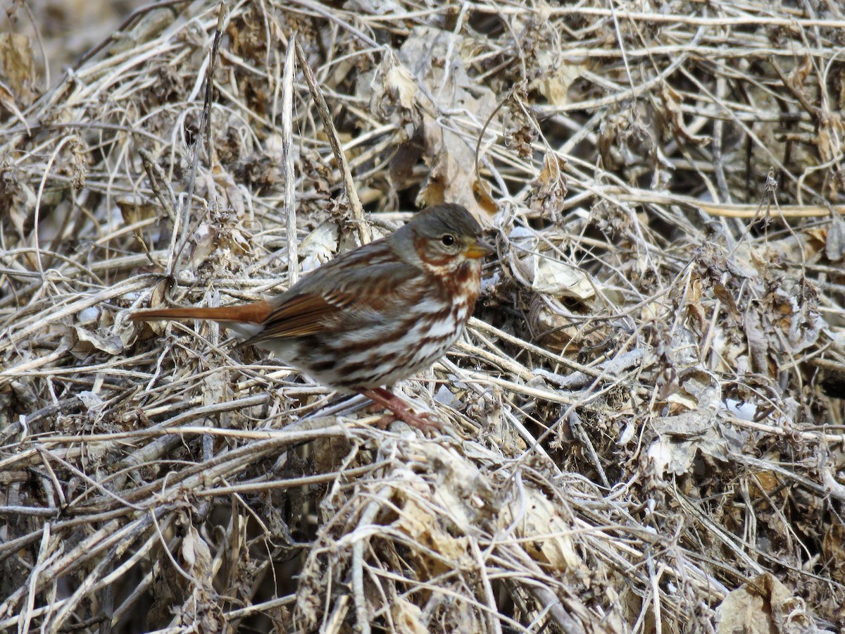 Fox Sparrow (Red) - ML136291881