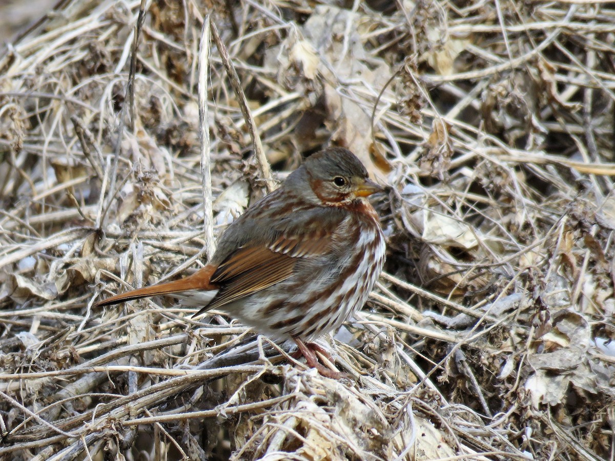 Fox Sparrow (Red) - ML136291971