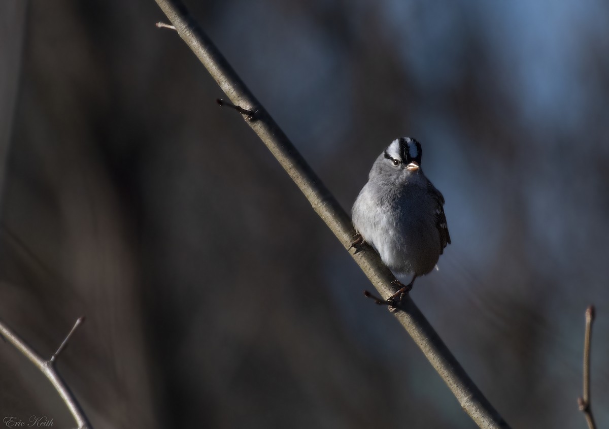 White-crowned Sparrow - ML136292611