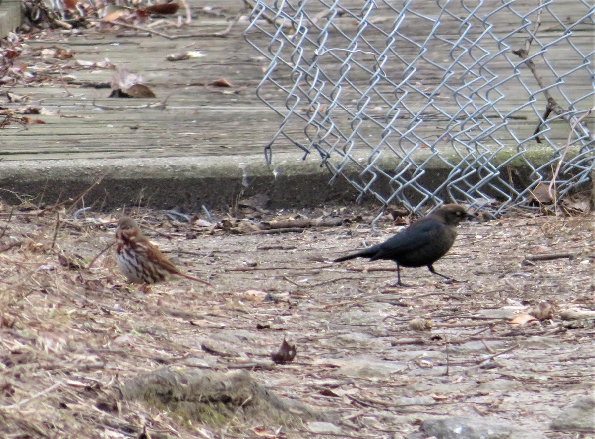 Fox Sparrow - ML136292791