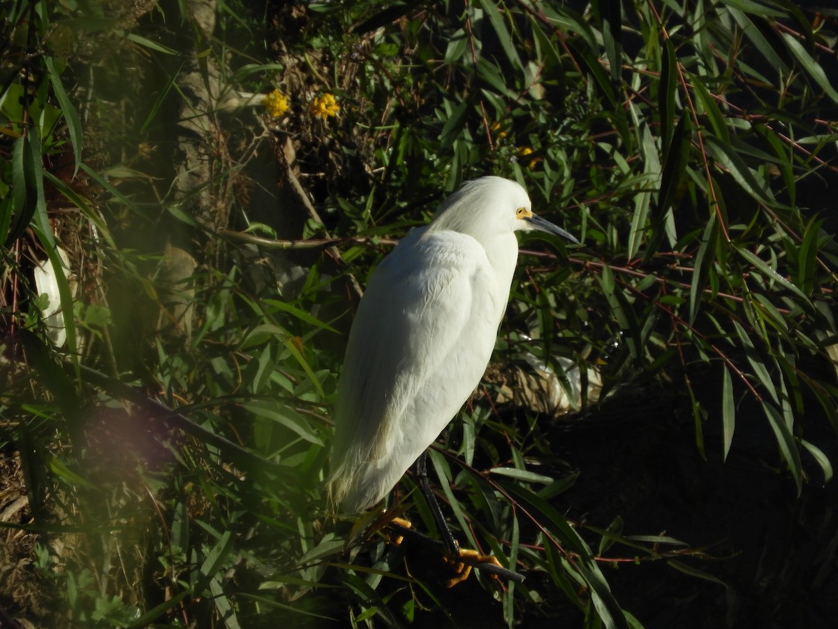 Snowy Egret - ML136293291