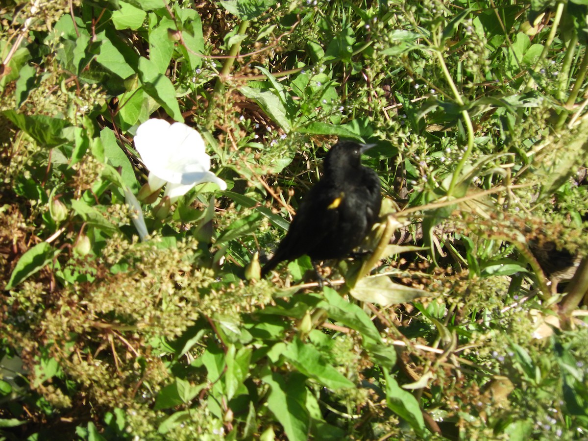 Yellow-winged Blackbird - ML136293341