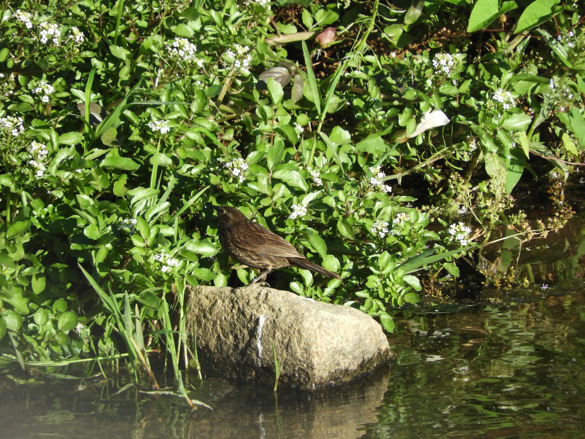 Yellow-winged Blackbird - ML136293351