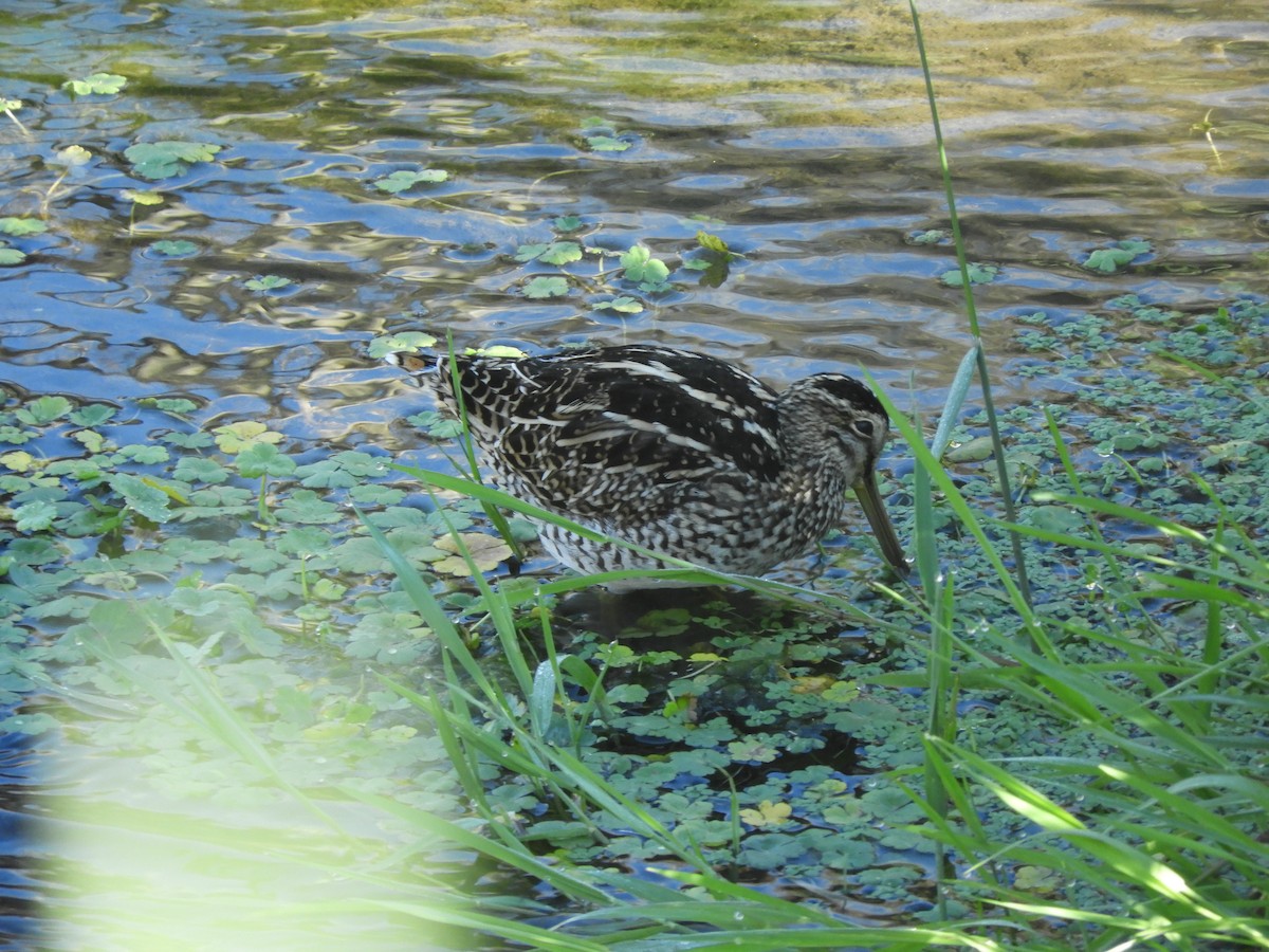 Magellanic Snipe - ML136293551
