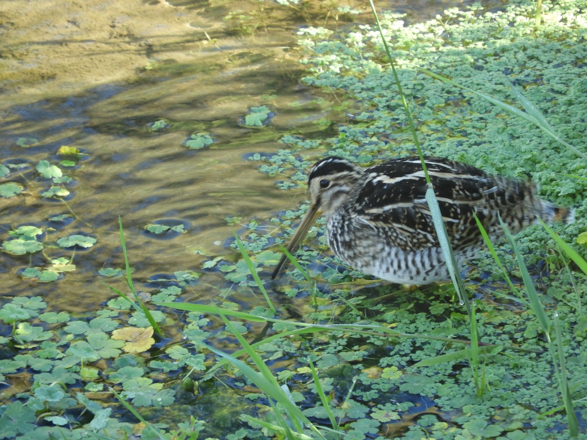 Magellanic Snipe - ML136293591