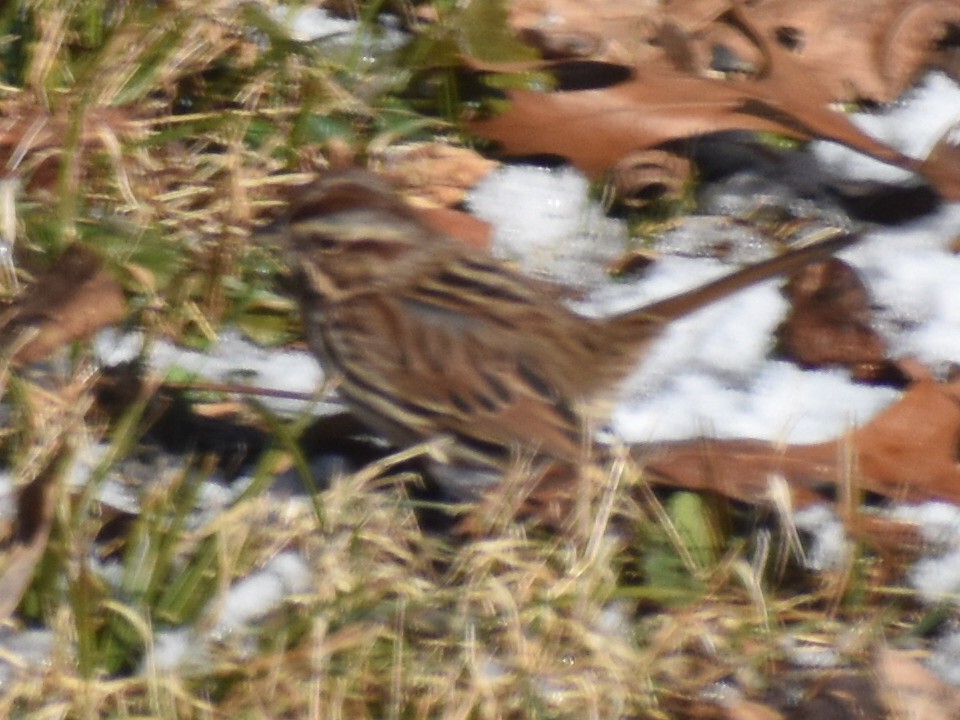 Song Sparrow - ML136293751