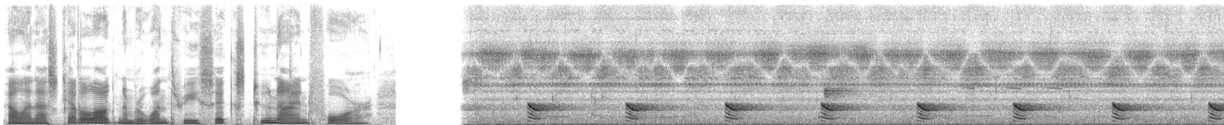 フランケオナシケンショウコウモリ - ML136294