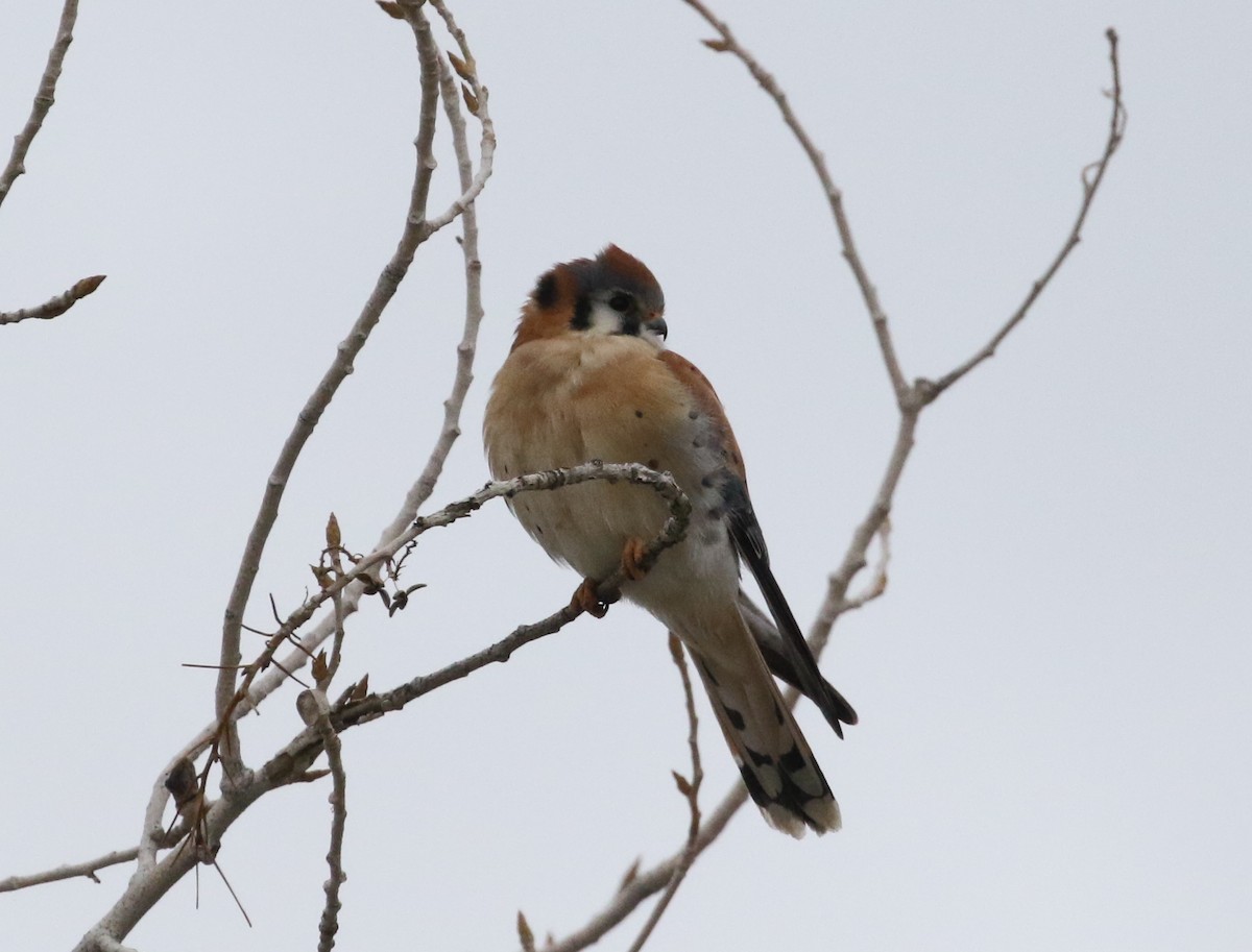 American Kestrel - ML136294191