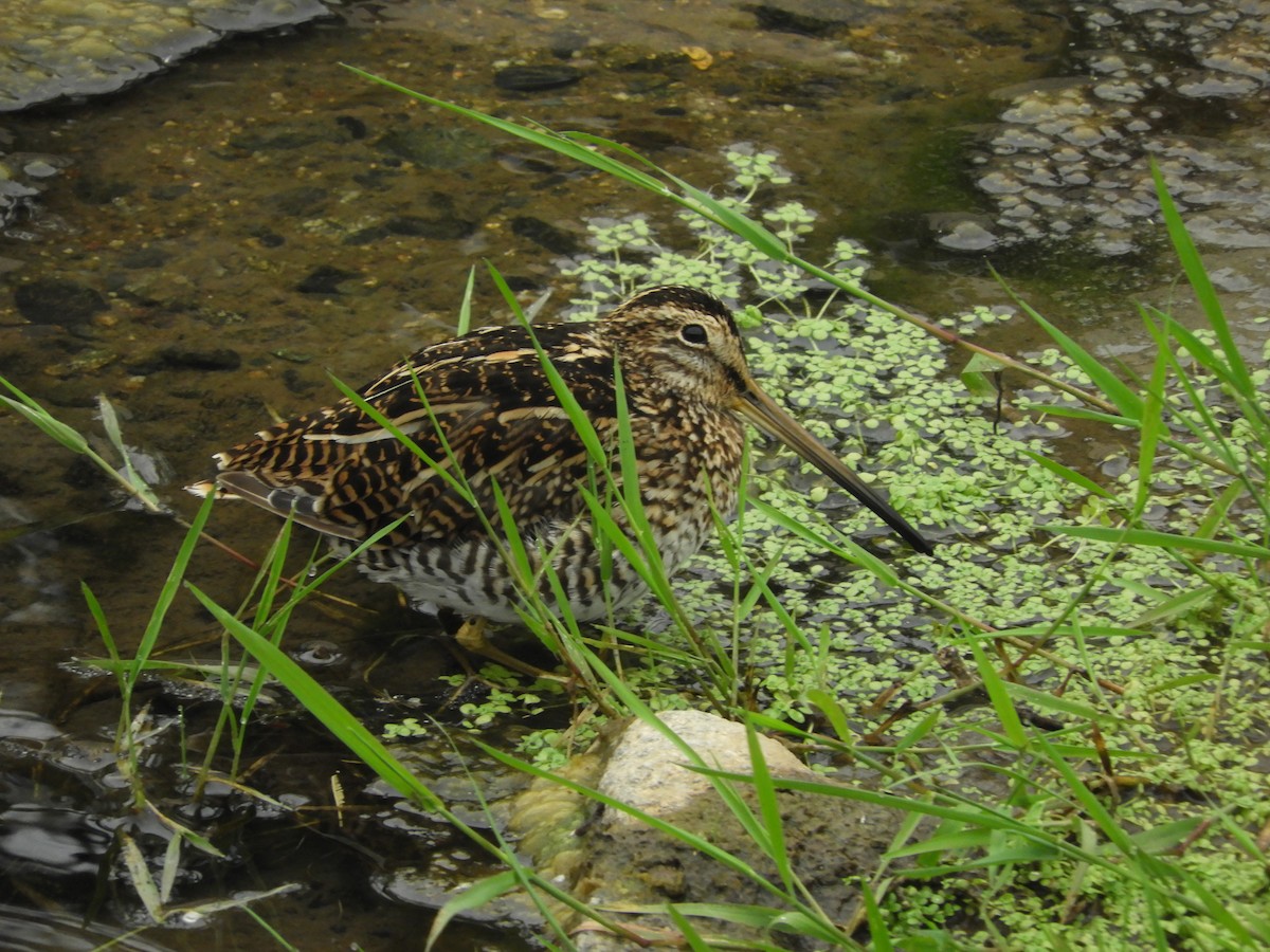 Magellanic Snipe - ML136294961