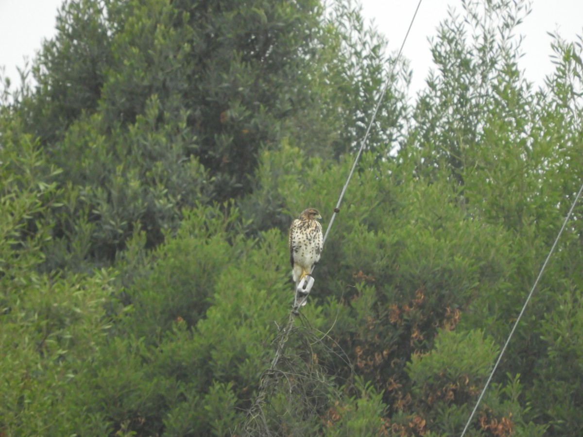 Harris's Hawk - ML136295301