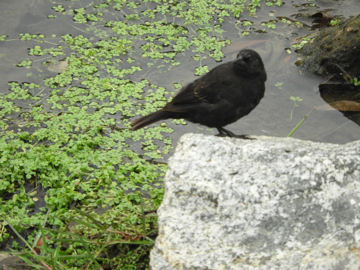 Yellow-winged Blackbird - ML136295441