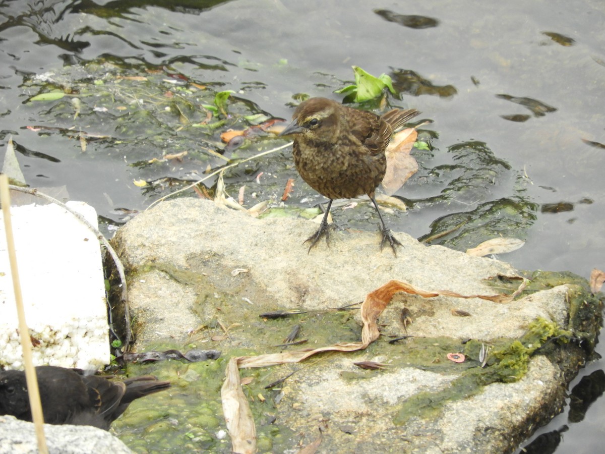Yellow-winged Blackbird - ML136295461