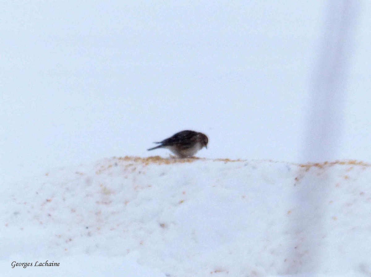 Horned Lark - ML136295541