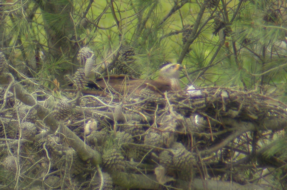 Black Kite - José Martín