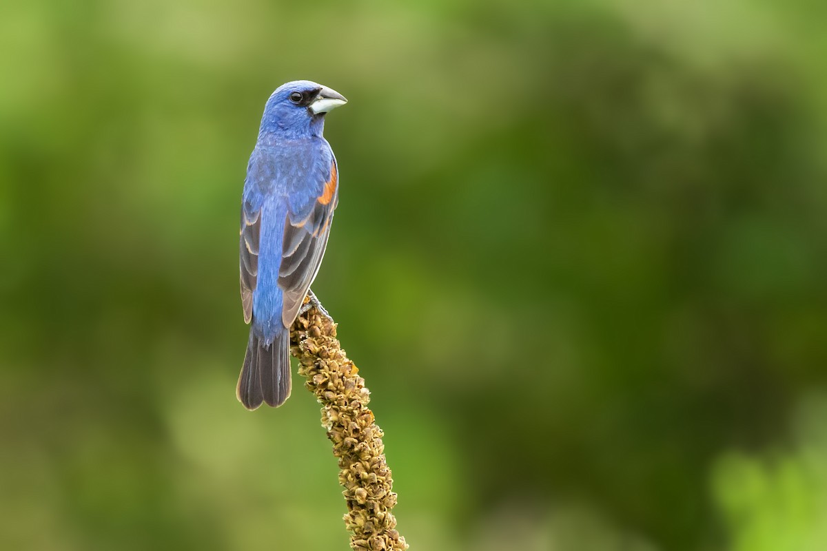 Blue Grosbeak - Brad Imhoff