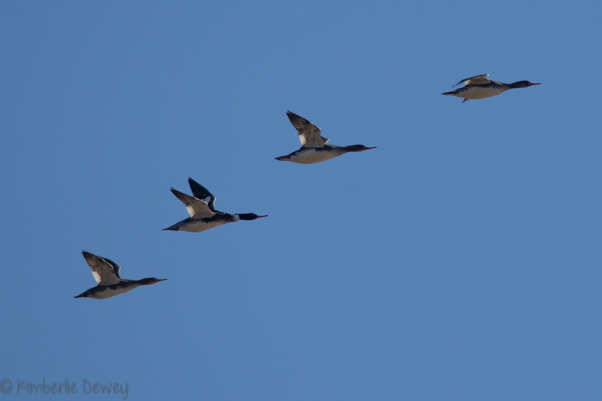 Red-breasted Merganser - ML136299411