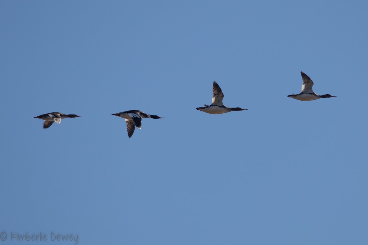 Red-breasted Merganser - ML136299421