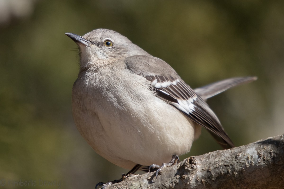Northern Mockingbird - ML136299511
