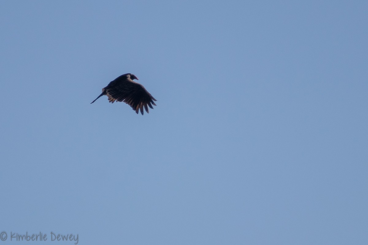Turkey Vulture - ML136299591