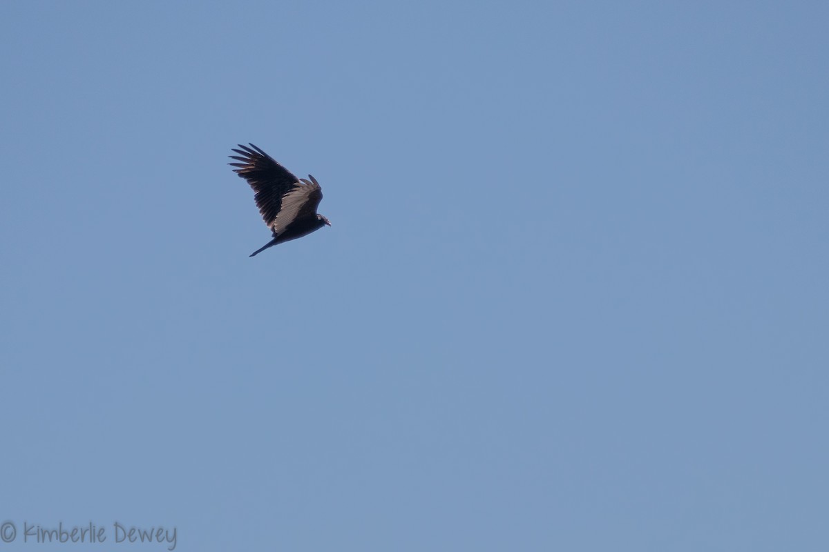 Turkey Vulture - ML136299601