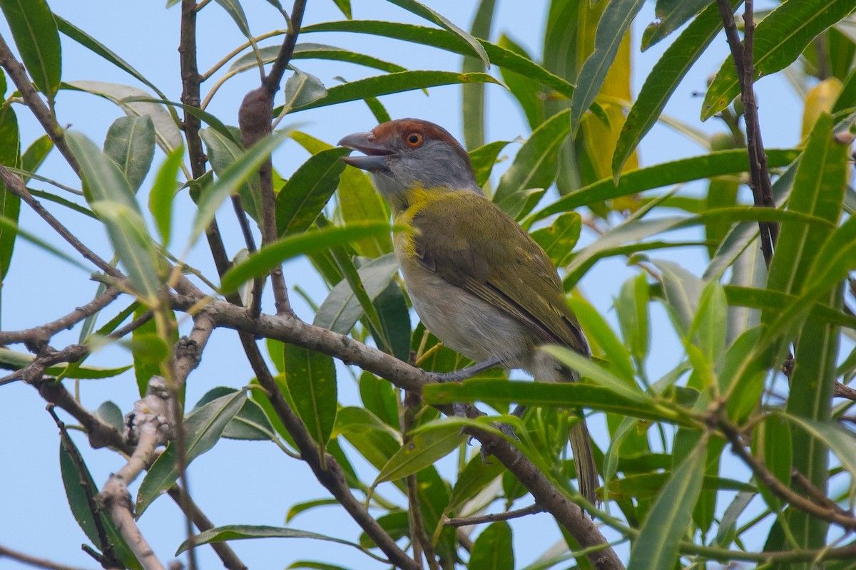 Rufous-browed Peppershrike - ML136299771