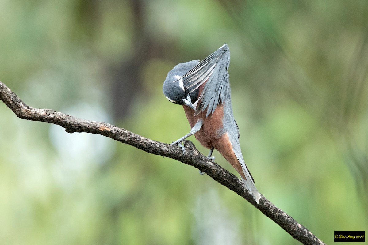 White-browed Woodswallow - ML136300131