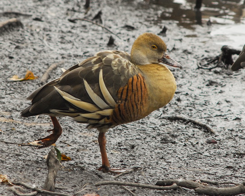 Plumed Whistling-Duck - ML136302551