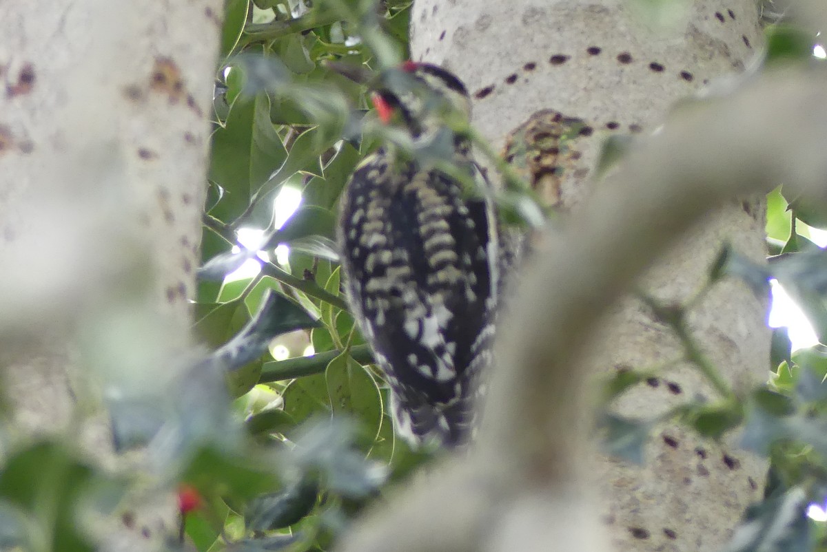 Yellow-bellied Sapsucker - ML136303031