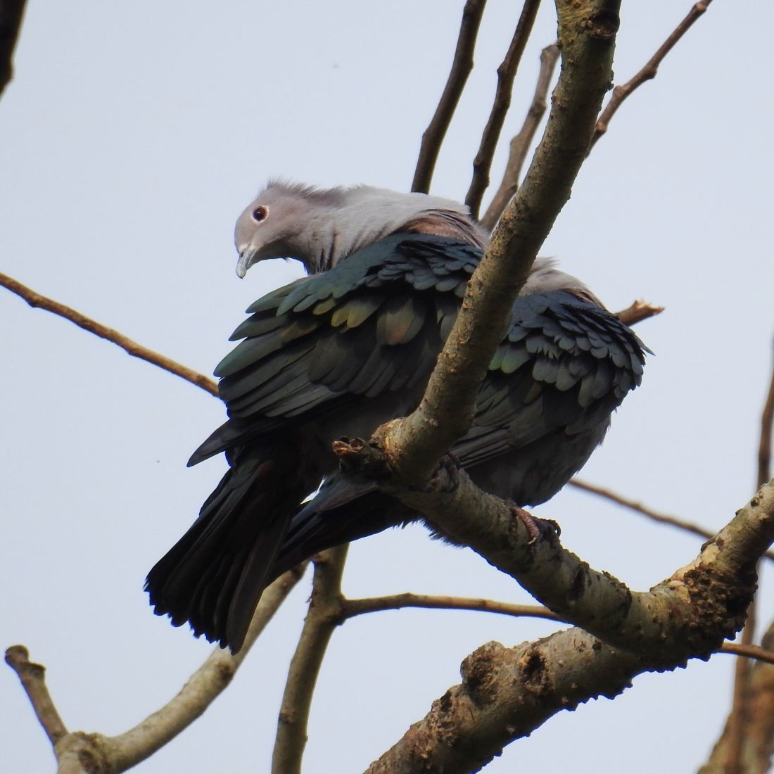 Green Imperial-Pigeon - ML136303551