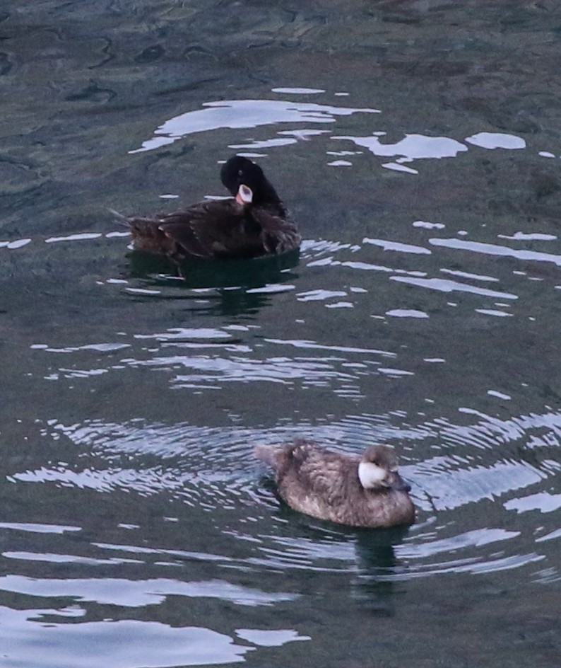 Black Scoter - Tom Benson