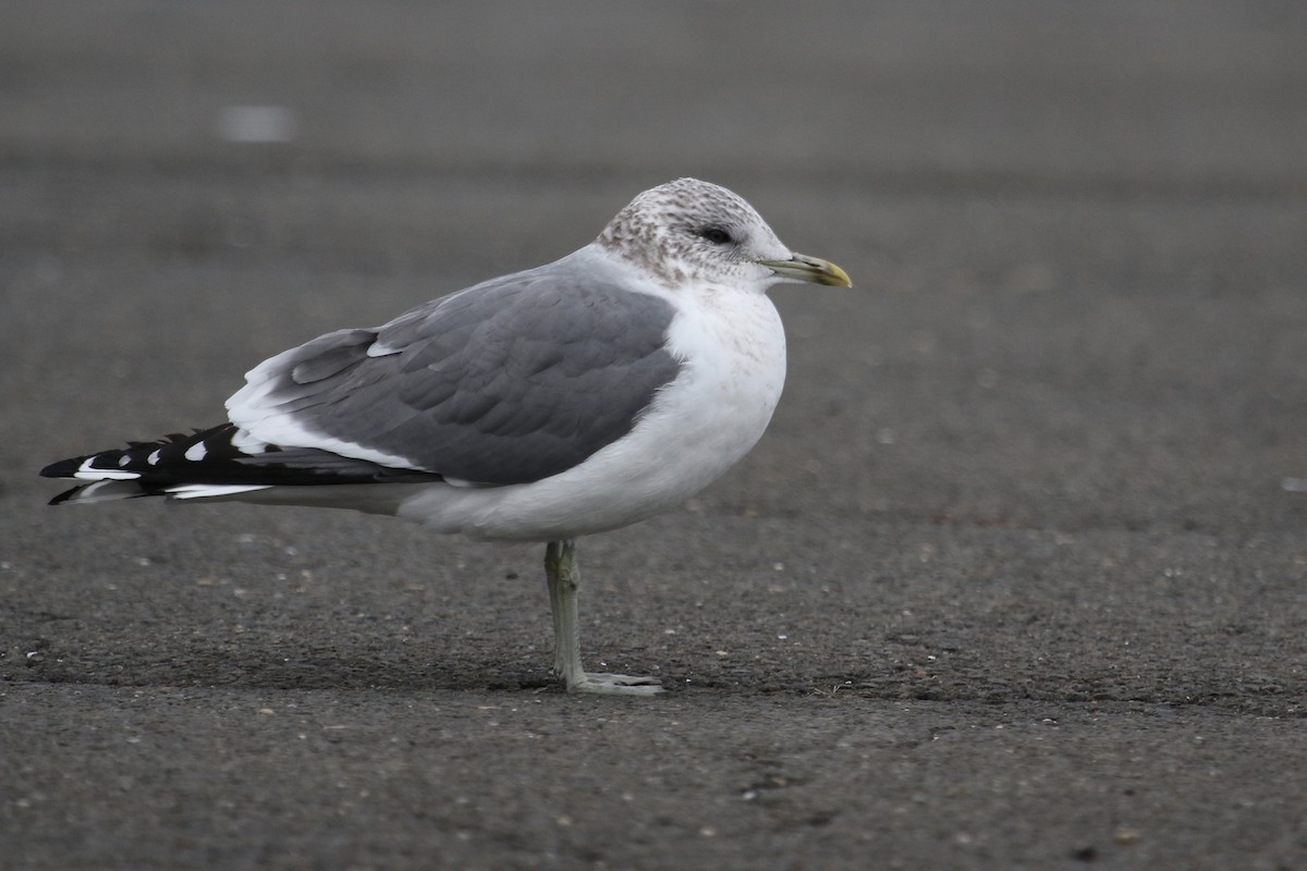 Common Gull (Kamchatka) - ML136304801