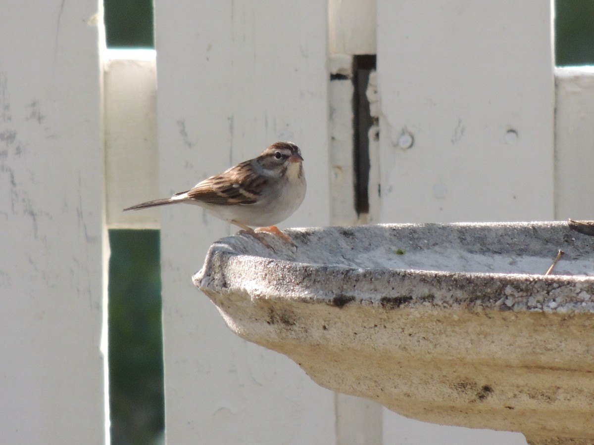 Chipping Sparrow - ML136305761