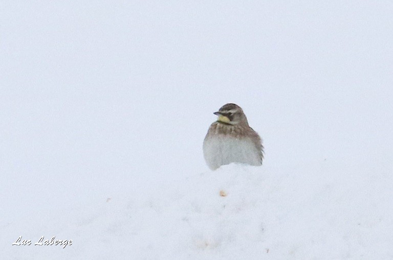 Horned Lark - ML136306981