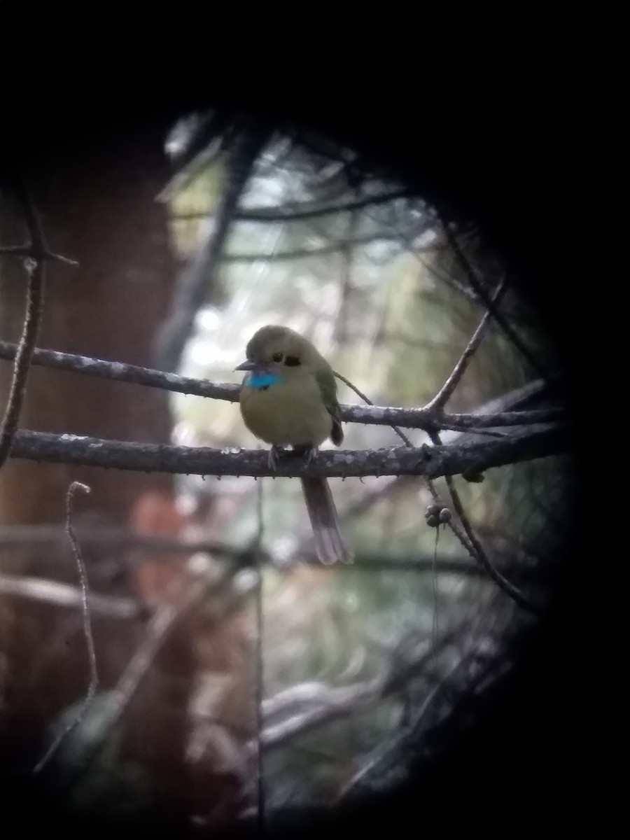 blåstrupemotmot - ML136308741