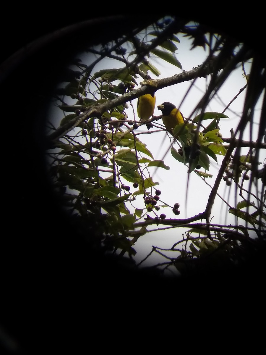 Hooded Grosbeak - ML136308851