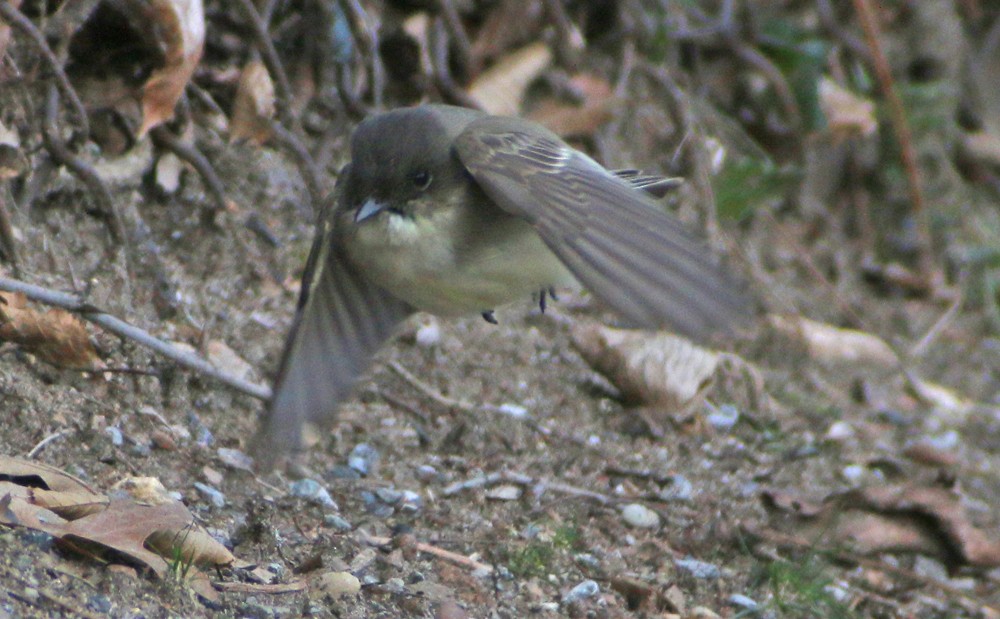 Eastern Phoebe - ML136310341