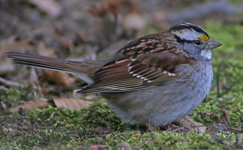 White-throated Sparrow - ML136310381