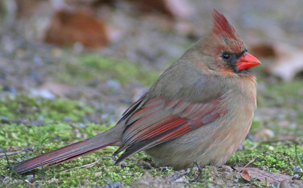 Northern Cardinal - ML136310411