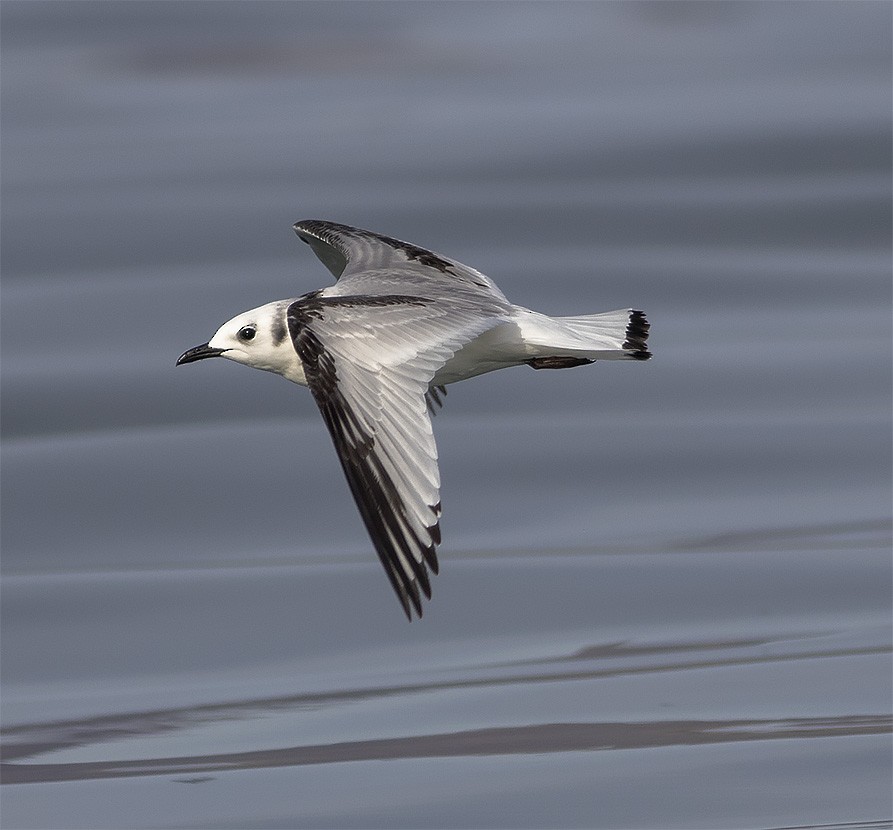 Mouette tridactyle - ML136310611
